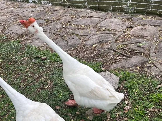 龙傲天(一撮顶毛尽显头角峥嵘,一马当先颇具首领风范)